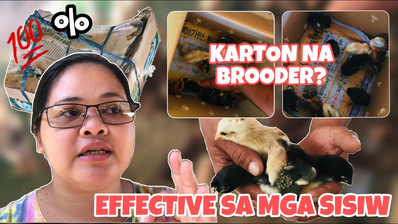 KARTON BILANG BROODER NG MGA SISIW, MURA NA EPEKTIBO PA (FREE RANGE CHICKEN | BUHAY PROBINSYA).
