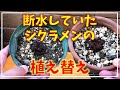 休眠シクラメン〇植え替え〇失敗例〇用土