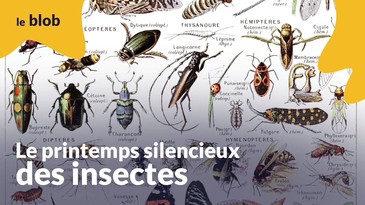 Le printemps silencieux des insectes | Interview
