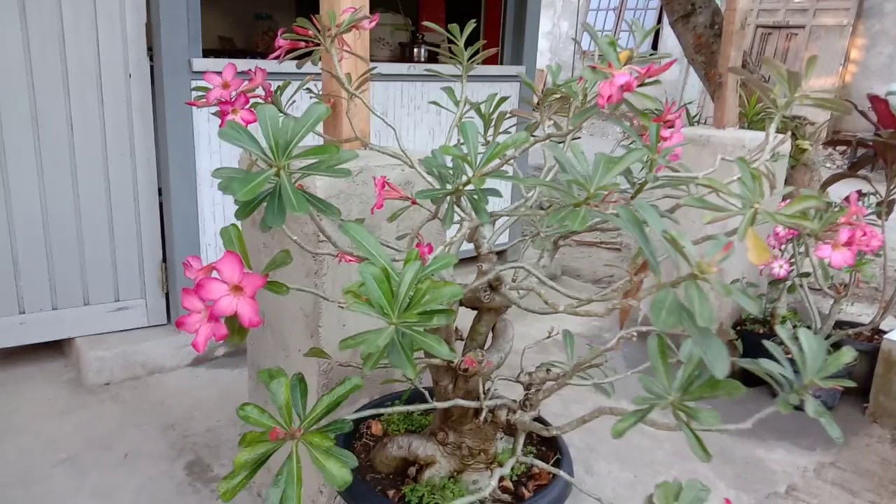 Burung Kepodang Maskot Jawa Tengah Youtube