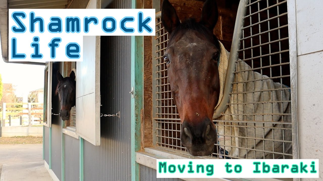 3つのシャムロック/茨城へ移動Vlog