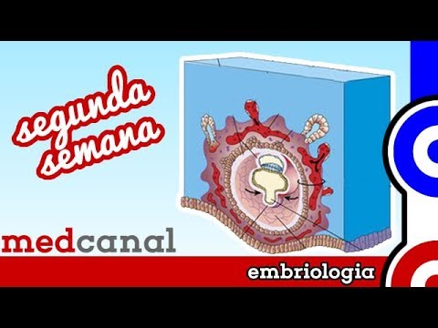 Segunda Semana | EMBRIOLOGIA 2