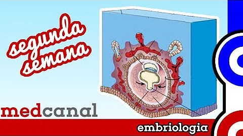 Como ocorre a formação da placa neural?