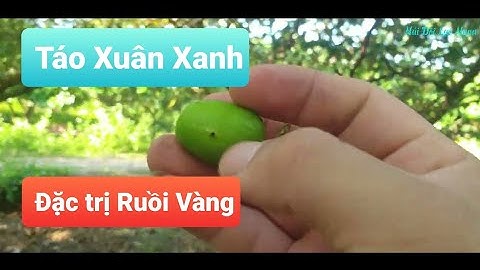 Vườn Táo Xuân Xanh Sai Quả Và Ruồi Vàng Hại Táo l Núi Đồi Lục Ngạn