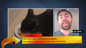 Como cuidar de um gato com sonda urinária?