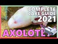 Complete Axolotl Care Guide - 2021 Edition