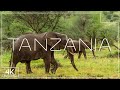 Tanzania Nature and Wildlife | A natural paradise in 4K
