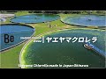 【Be × ヤエヤマクロレラ】屋外培養と環境への配慮　～Yaeyama Chlorella～ Energy Drink
