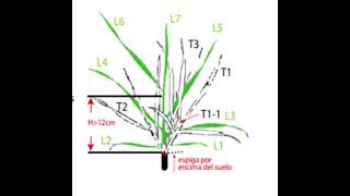 cultivo de trigo explicado por medio de la tabla de Zadok