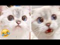 Funny Animal Videos 2023 😹 - Funniest Dogs and Cats Videos 😻 #52