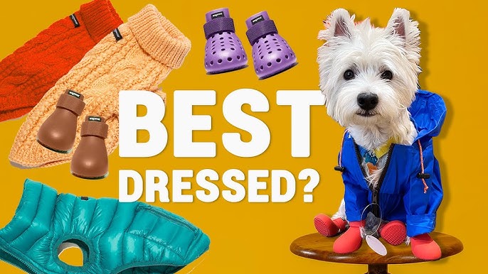 Best Toys to Keep Dog Busy While at Work - Zach's Pet Shop