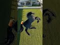 Amazing Horse-Shaped Swimming Pool Construction Time-lapse