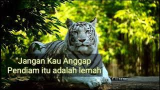 Kata Bijak Sang Harimau