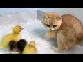 The kitten was terrified upon seeing chickens and ducks for the first time.