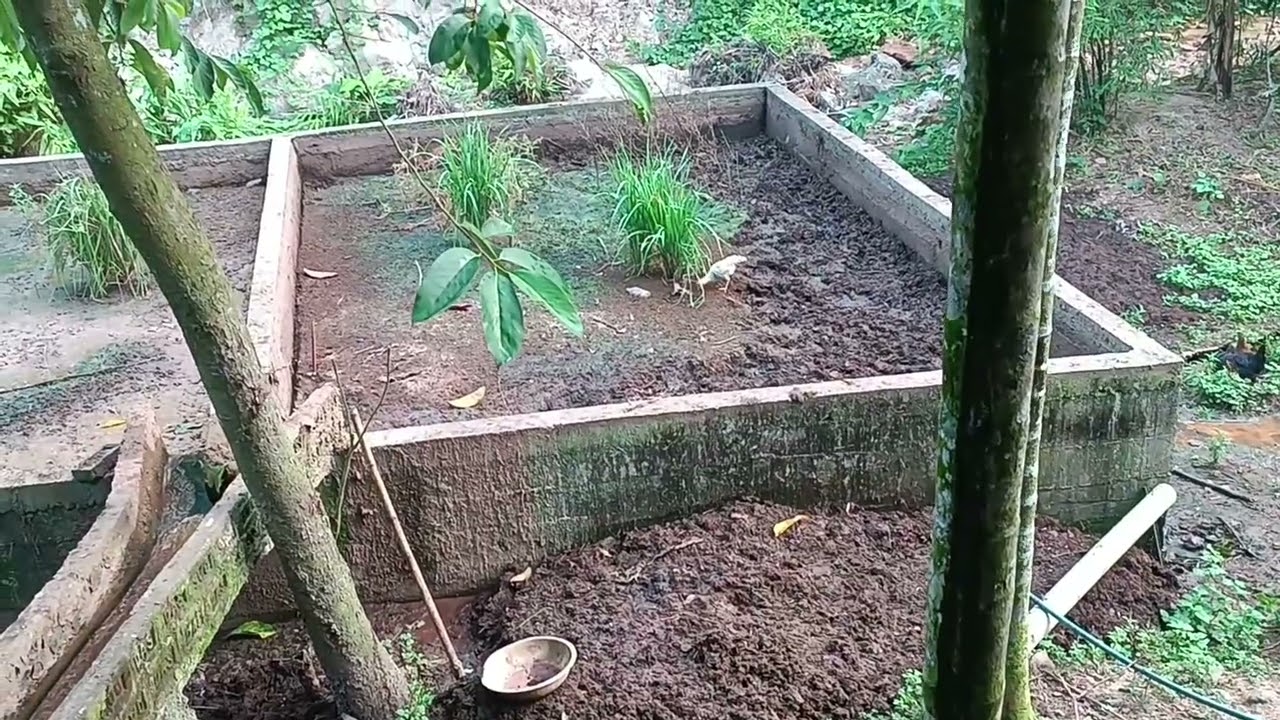 MESU SAMJAK GEGIPA RANG ASAL NANGODE ANGO MANVEN