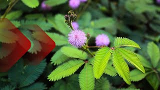 A DORMIDEIRA também é uma PLANTA MEDICINAL, saiba TUDO