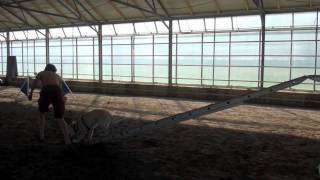 Exclusive Border Collie x German Shepherd mix Dog likes his agility lessons Profile
