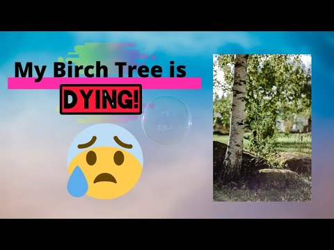 Video: Weeping birch: cog, tu, yees duab