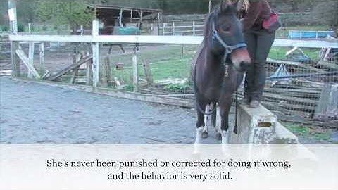 Training a Mule to Line Up at the Mounting Block for Riding
