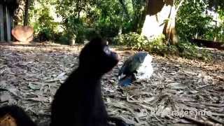 Réserve Serere En Bolivie