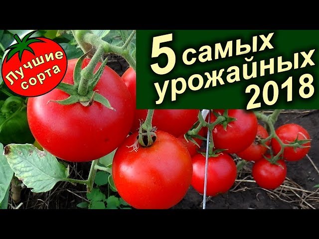 Томаты Аскет Описание Сорта Фото Отзывы Томаты Аскет Описание Сорта Фото Отзывы