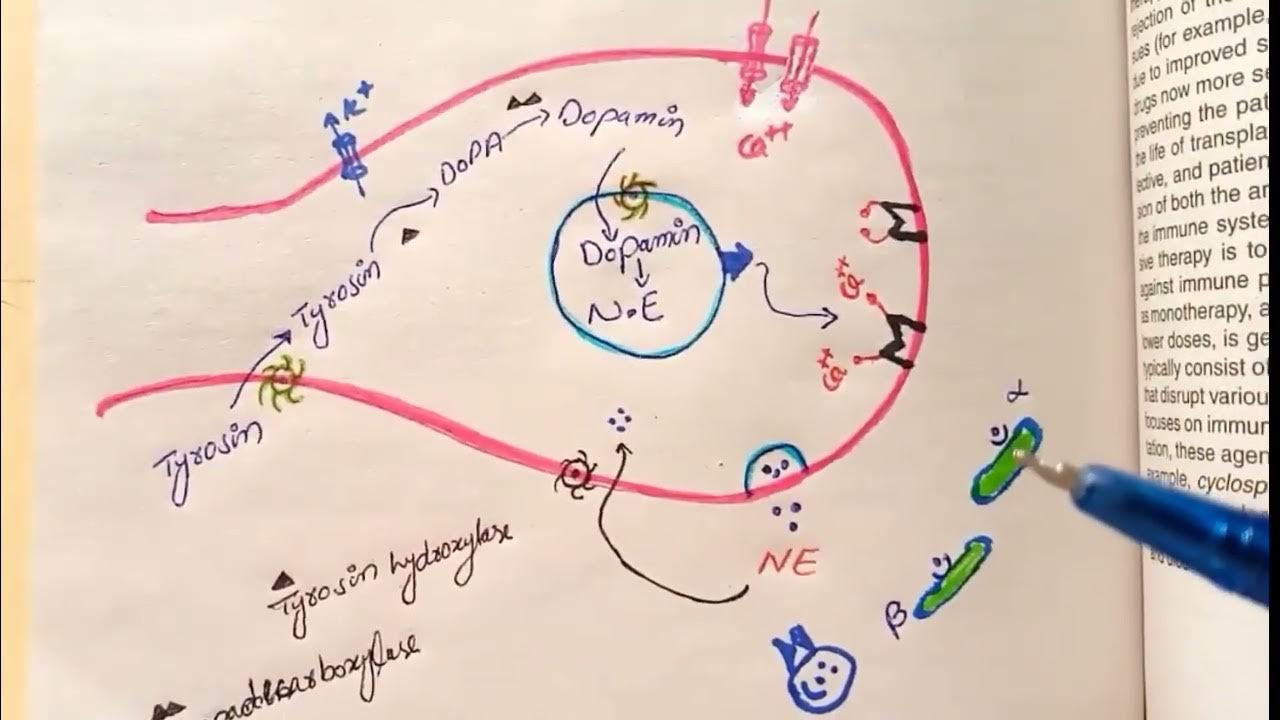 How Norepinephrine Or Noradrenaline Synthesize And Release From how-norepinephrine-or-noradrenaline-synthesize-and-release-from