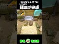 亀観察日記 2026.6.7 「餌皿が完成」