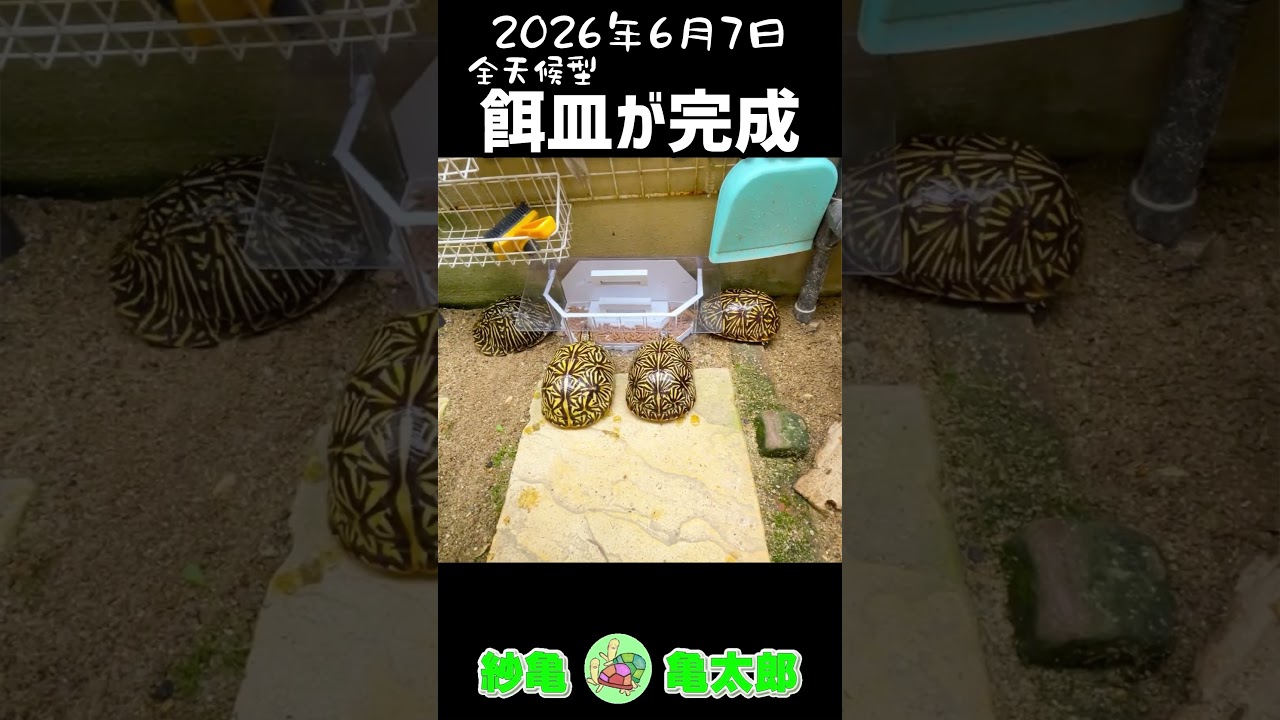 亀観察日記 2026.6.7 「餌皿が完成」