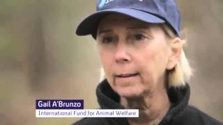 A Cinderella Story Siberian Tiger Released