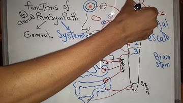 Autonomic new system (Functions of Parasympathetic nervous system) dr mohamed fayez