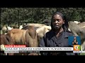 Kilimo Biashara | Sayansi yaimarisha uzalishaji wa nyama ya ng’ombe nchini