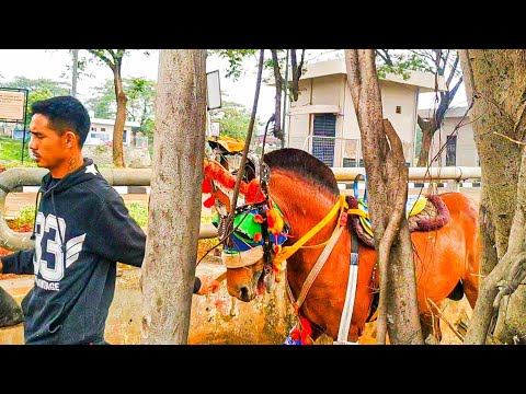 KUDA DELMAN 🎯 Lepas Kereta berubah menjadi Kuda tunggang || Horse || Horseback || Ridding horse