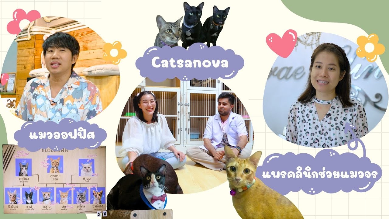 ไปดื่ม ไปดริ้ง กับแมวขาจร เมี๊ยวว ~ l Pet Lover by Jerhigh Ep.12