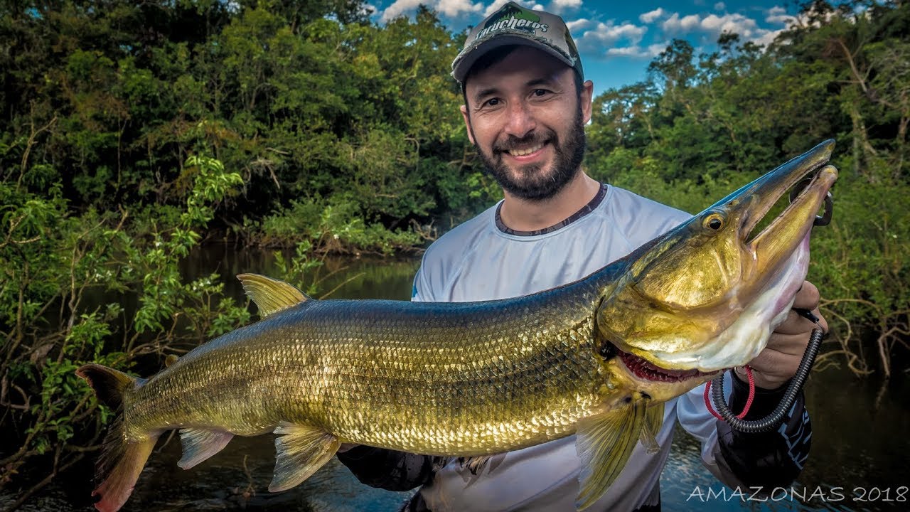 PESCA EN RIO TROMBETAS, AMAZONAS YouTube