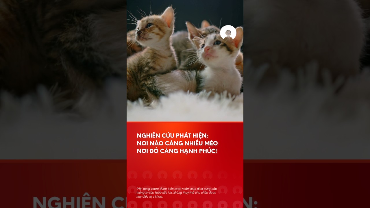 NÆ¡i cÃ ng nhiá»u mÃ¨o, má»©c Ä‘á»™ háº¡nh phÃºc cá»§a loÃ i ngÆ°á»i cÃ ng cao