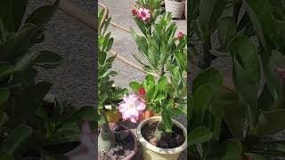 Adenium || adenium Flower ||desert Rose care ||beautiful Adenium flower ||Obesum adenium flowers #yt