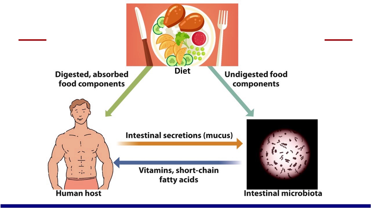 Nutrition 2020 Gut Microbiome Best Practices Ilsi North America Youtube