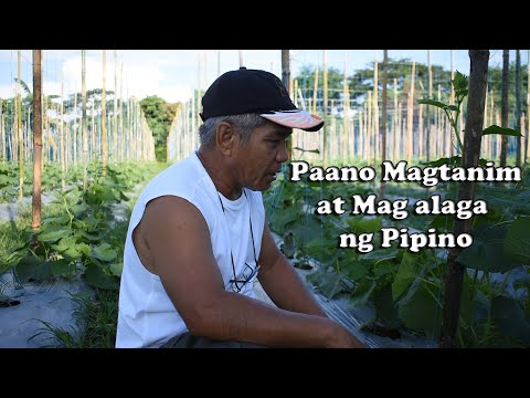 Video: Paano magtanim ng mga pipino sa bukas na lupa na may mga punla