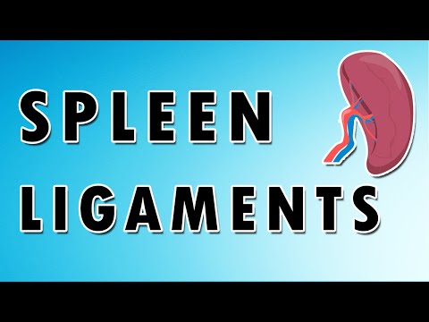 Video: Kaj so lienorenalni ligamenti?