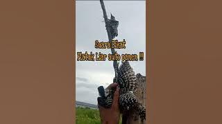 SUARA PLATUK KEJEPIT , AUTO PANEN !!