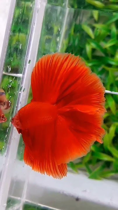 Indahnya Cupang Halfmoon Double Tail Super Red #bettafish #halfmoon #halfmoonbetta #ikancupang