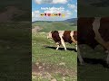 #trend #öneçıkar #keşfet #aboneol #shorts #viral #youtube #oyun #vlog #youtuber #viralvideo #sorts