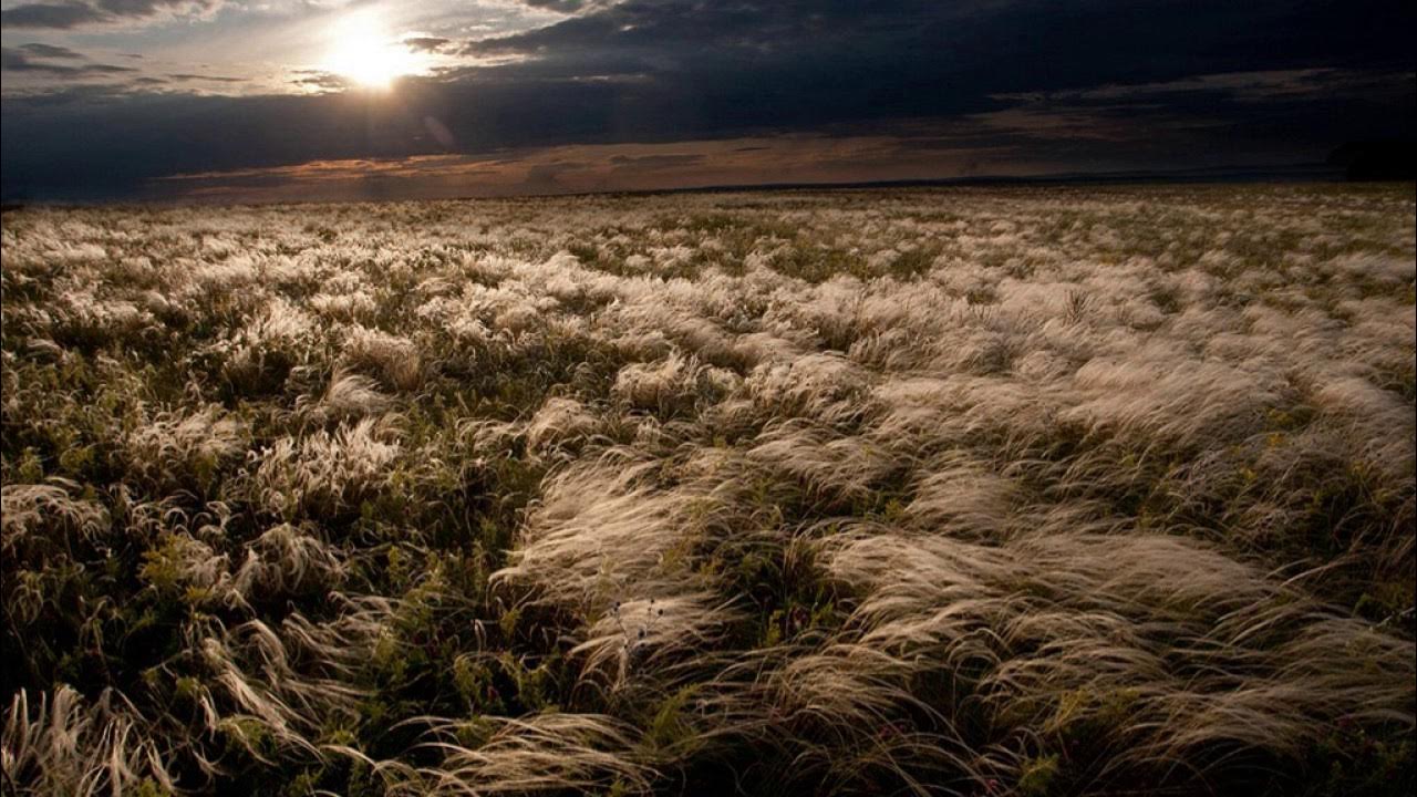 Ветер по полю. В поле ветер в поле воля. Сильный ветер в поле. Степь ковыль мелкосопочник. Бескрайняя ковыльная степь.