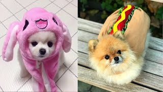 Tik Tok Chó Phốc Sóc Mini | Funny and Cute Pomeranian Videos #36 by So Cute 15,543 views 3 years ago 9 minutes, 47 seconds