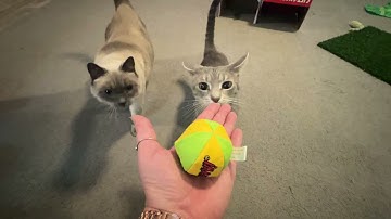 My Cat Went FERAL Over These Catnip Toys… I Wasn’t Ready 😂😹