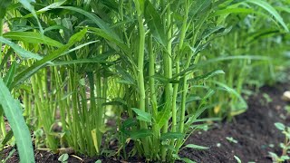 How to grow water spinach or kang kong from the seed