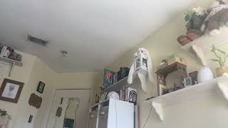 “Dynamite" by BTS Performed by Courtney Marie in my Room