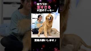 娘に対して愛も行動も重すぎる大型犬クッキー#goldenretriever #dog #箱入りクッキーはゴールデンレトリバー