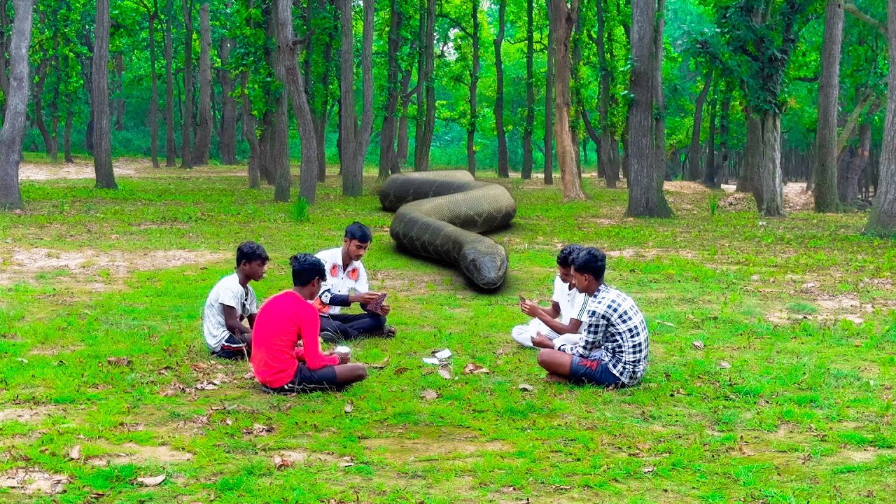 Anaconda Snake Attack Village Boy In Forest