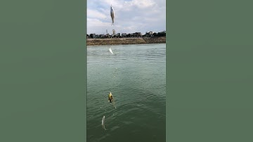 Có thể bạn chưa biết,câu cá mương trong tháng 10 ở sông đà đa số cá có kích cỡ tép rầu.#shorts